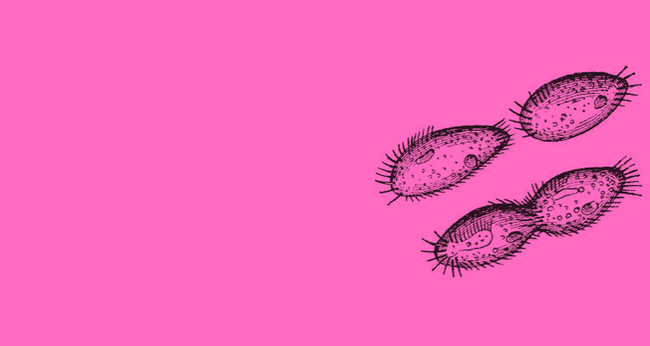 dividing cells pink.png